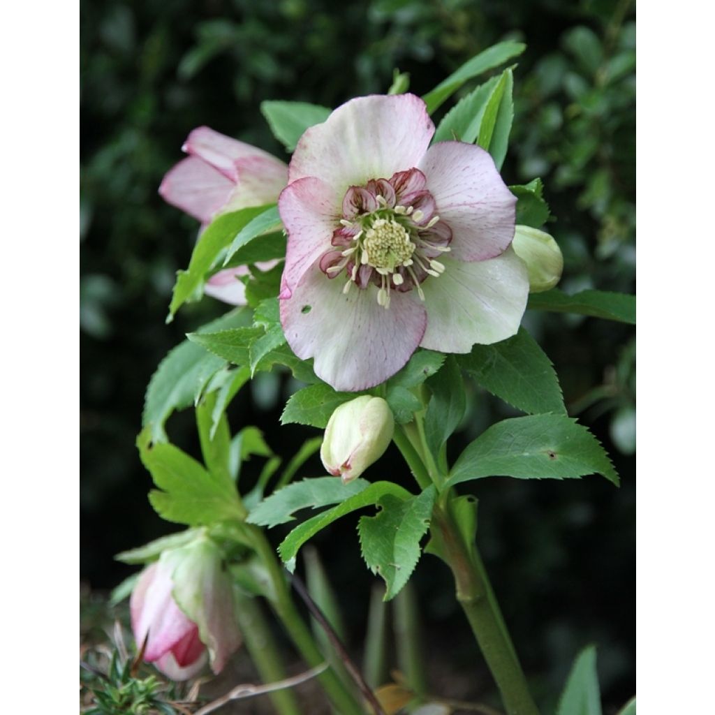 Helleborus Anemone Picotee - Lenteroos met donkerroze tot bordeaux rand