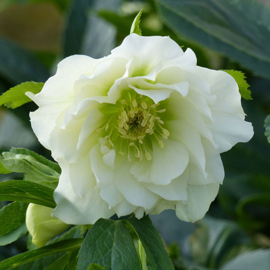 Helleborus Double White- lenteroos dubbel wit
