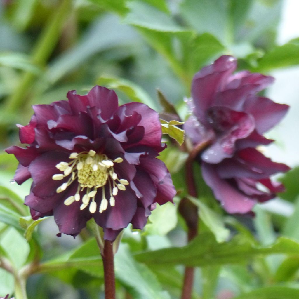 Helleborus Double Black - Lenteroos dubbel zwart