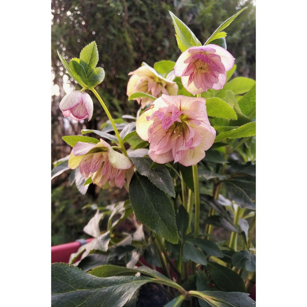 Helleborus Double Picotee - Lenteroos dubbel met contrasterend gekleurde bloemranden