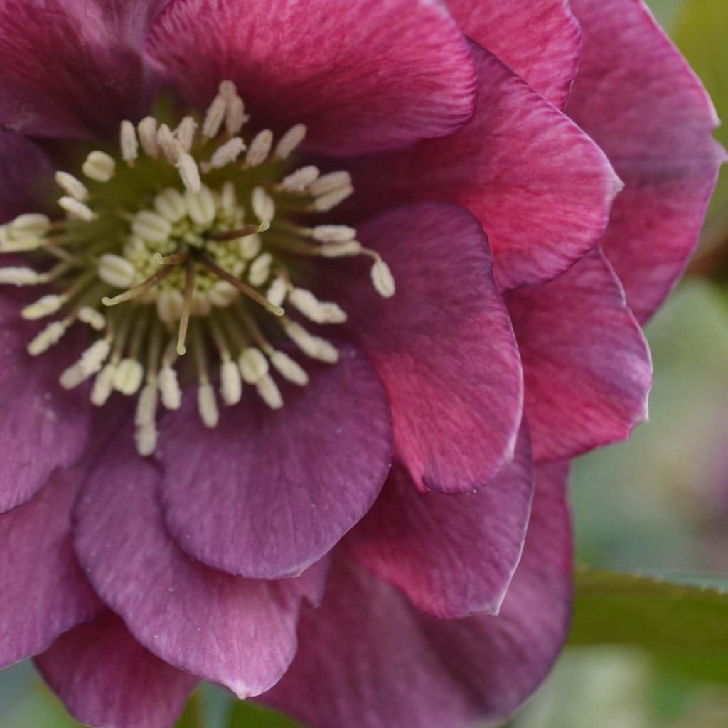 Helleborus Double Red - Lenteroos dubbel rood
