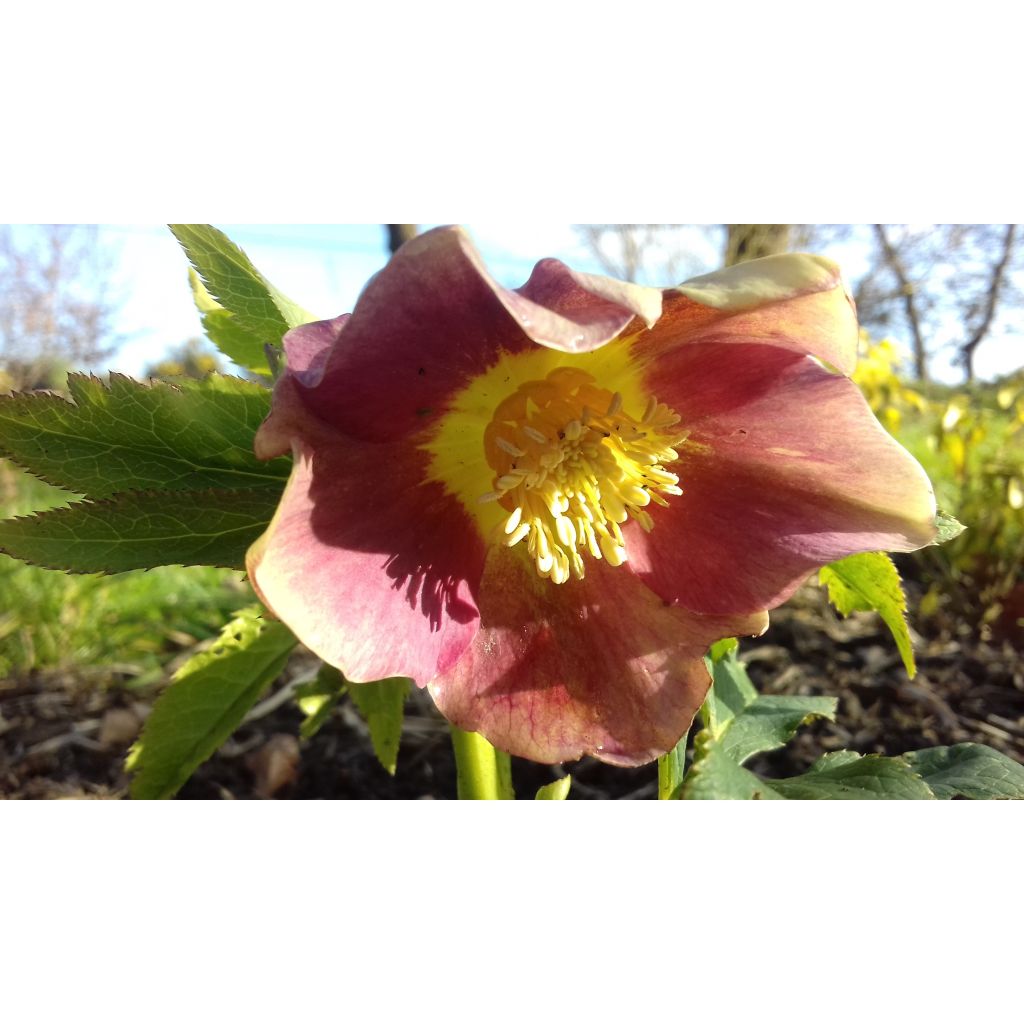 Helleborus Special Pink - Lenteroos roze