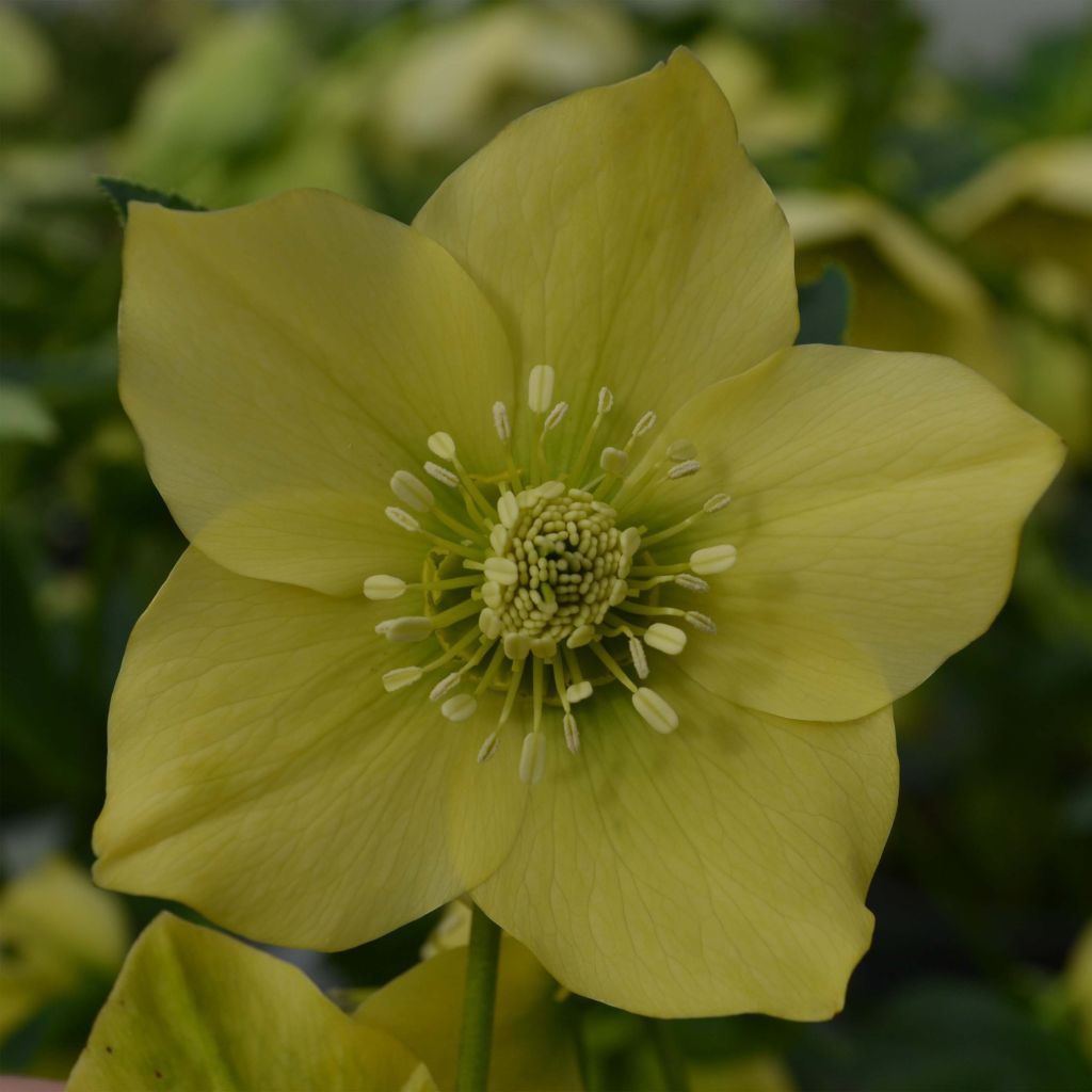 Helleborus Yellow - Lenteroos