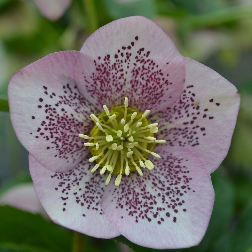 Helleborus Pink Spotted - Lenteroos