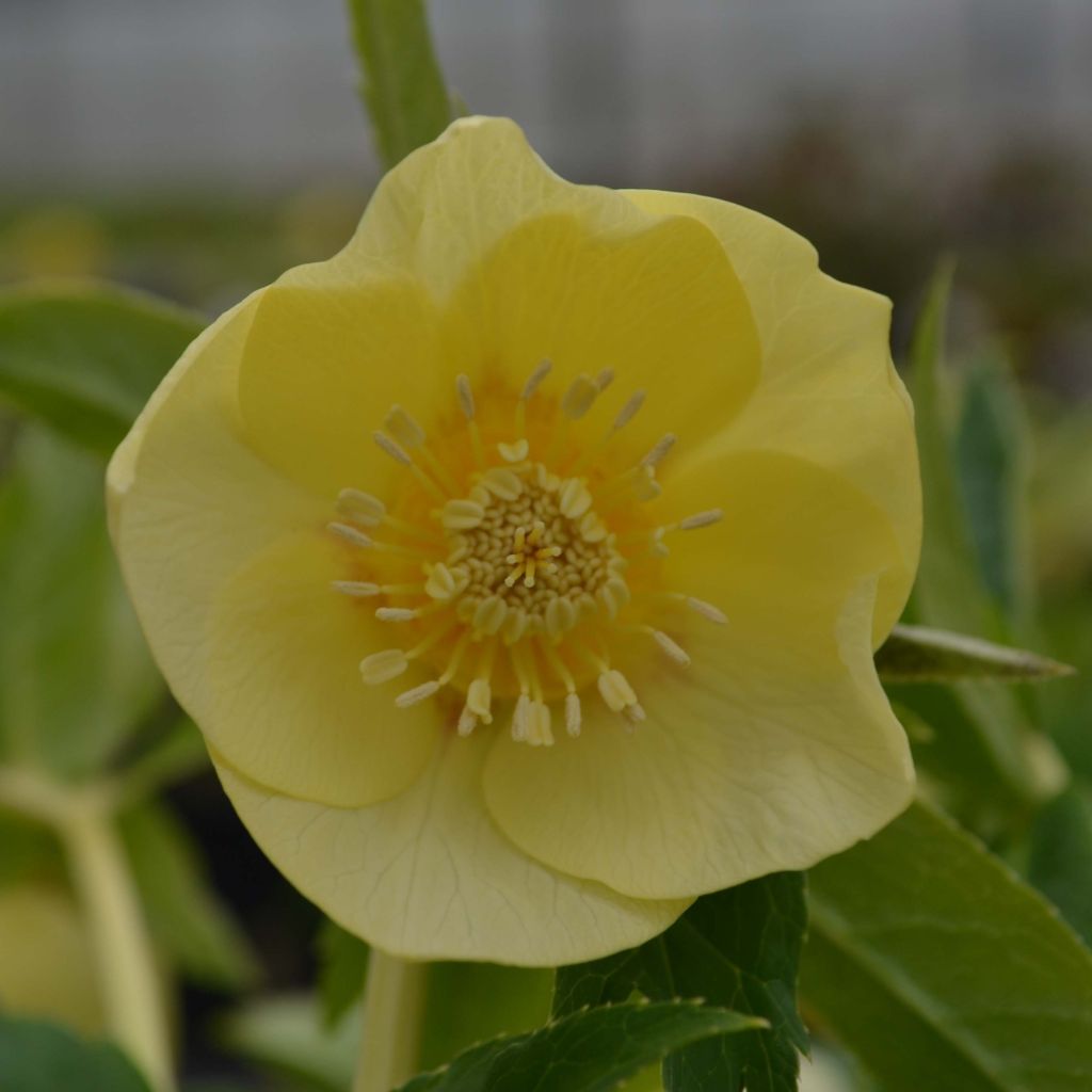 Helleborus - lenteroos