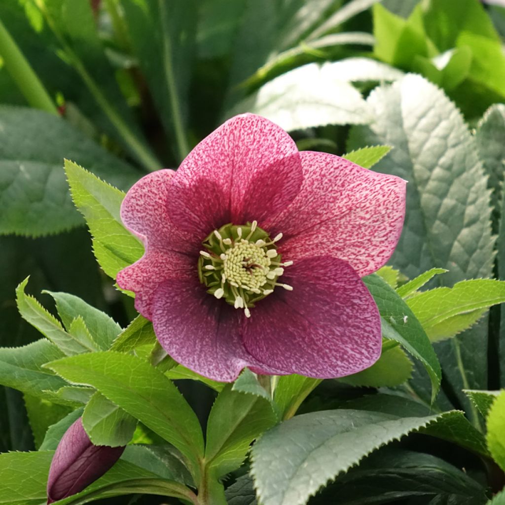 Helleborus ViV Eloisa - Lenteroos