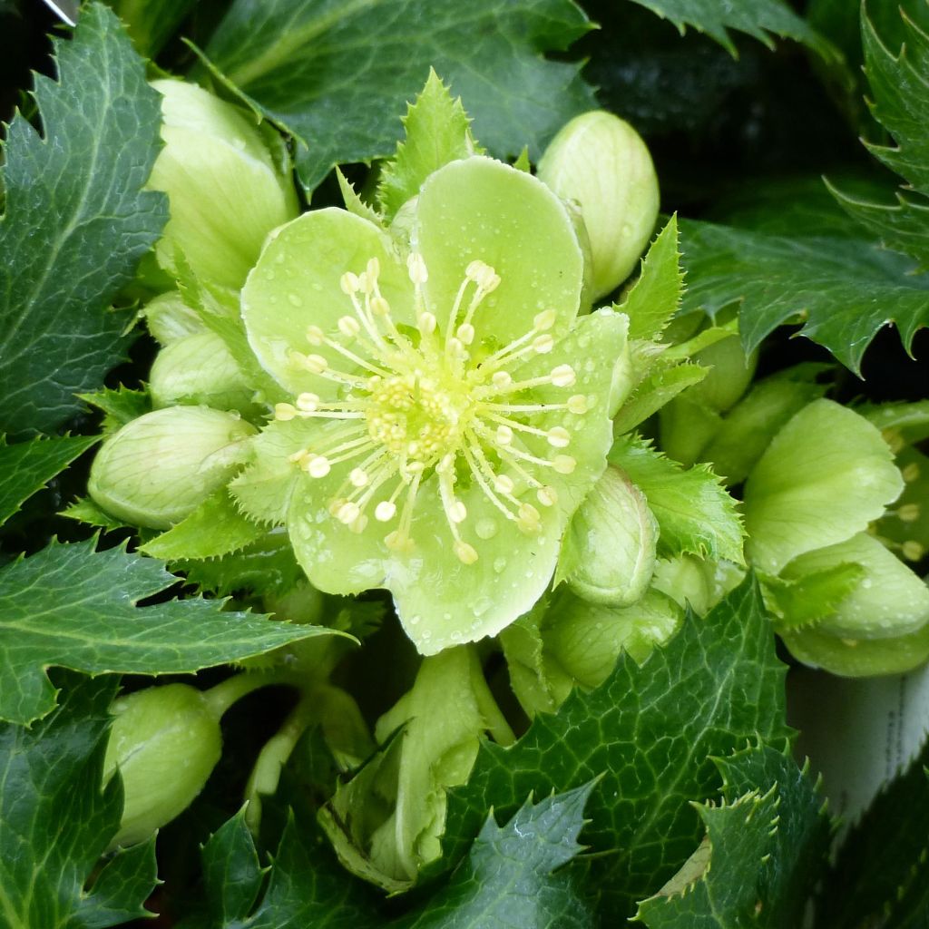 Helleborus sternii Boughton Beauty - Kerstroos