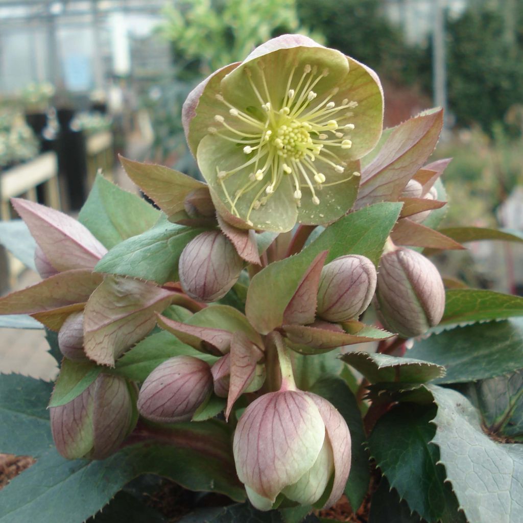 Helleborus sternii Grey Star - Kerstroos