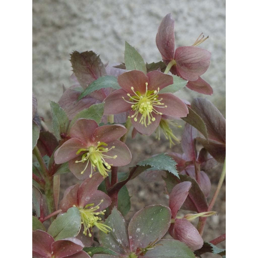 Helleborus sternii Flame - Kerstroos