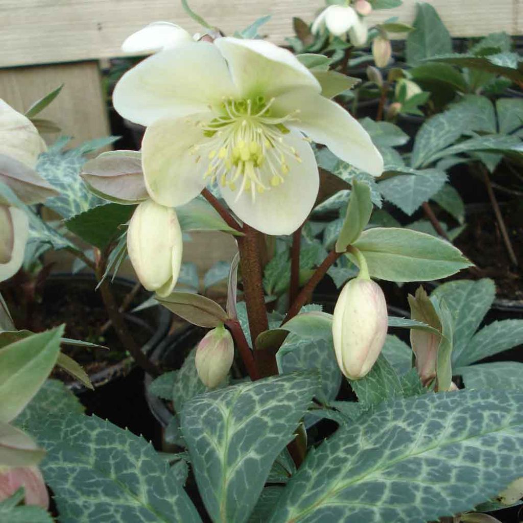 Helleborus ericsmithii Magic Leaves - nieskruid