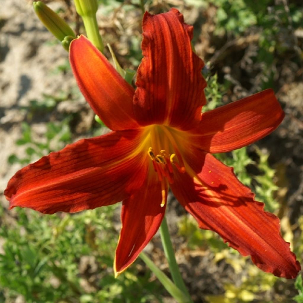 Hemerocallis Flambeau - Daglelie