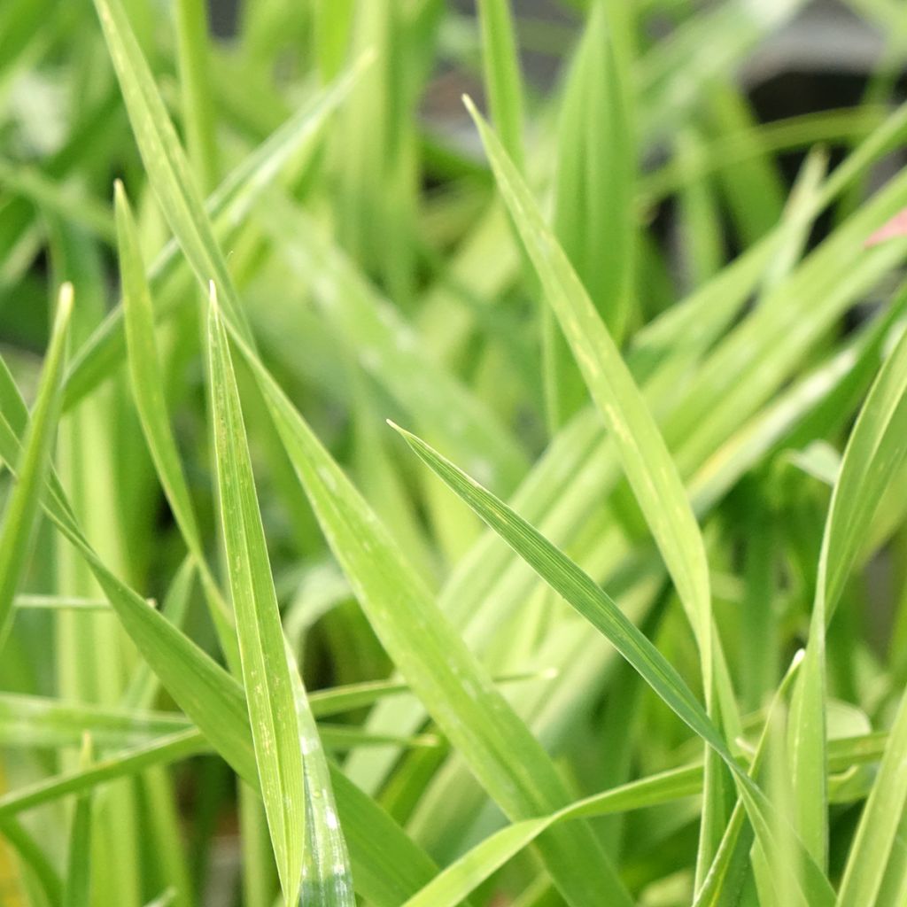 Hemerocallis American Revolution - Daglelie