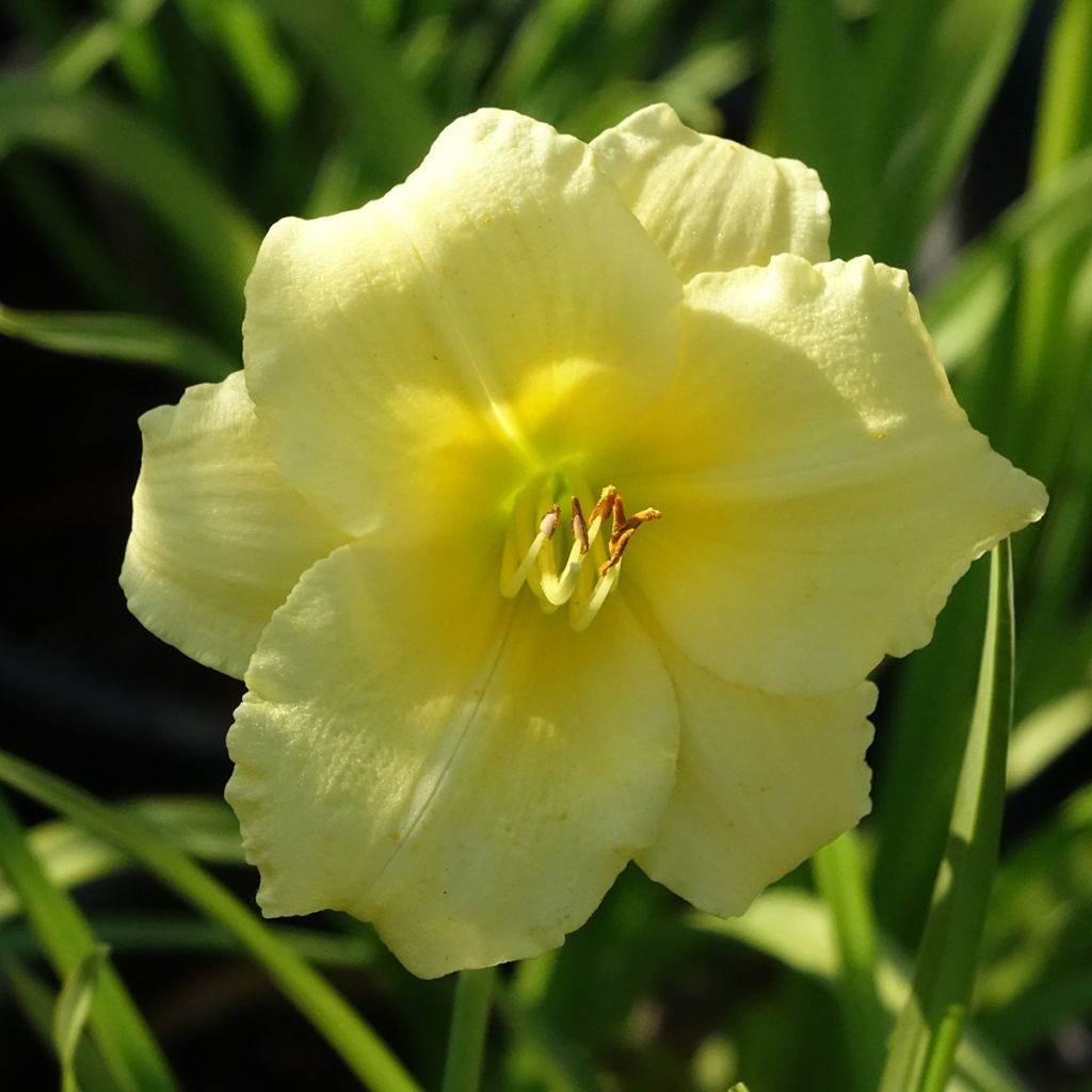 Hemerocallis Happy Returns - Daglelie