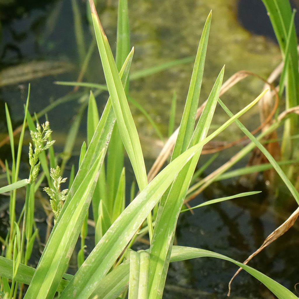 Hemerocallis Hot Wheels - Daglelie