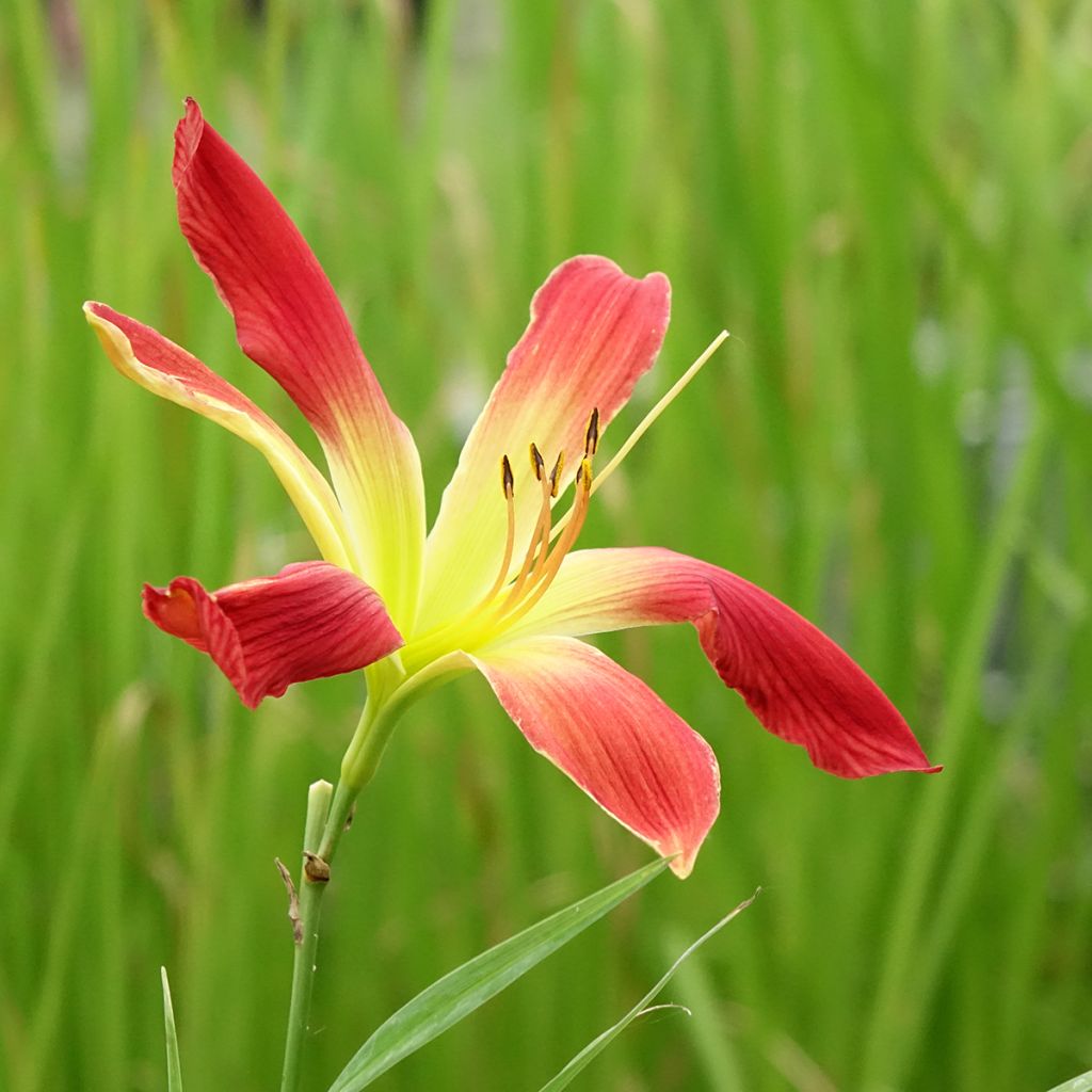 Hemerocallis Hot Wheels - Daglelie