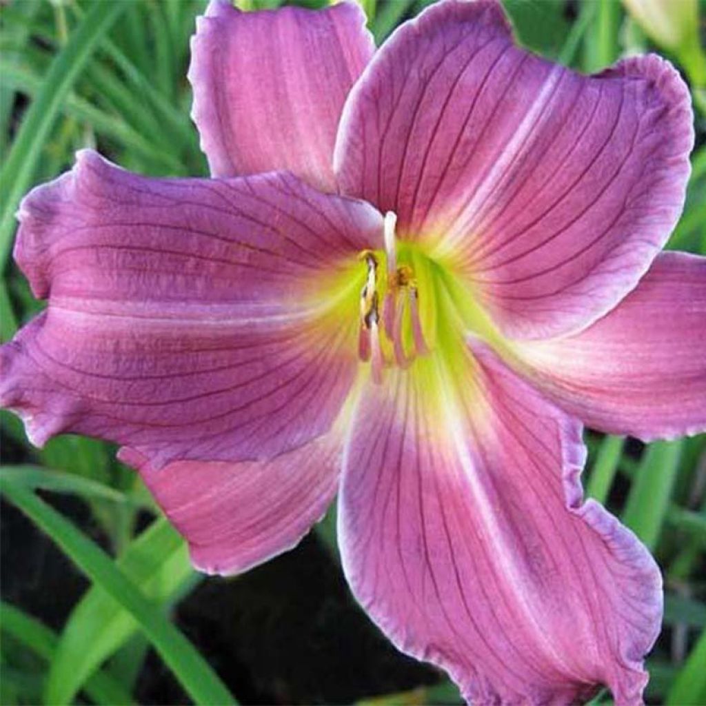 Hemerocallis Indian Giver - Daglelie