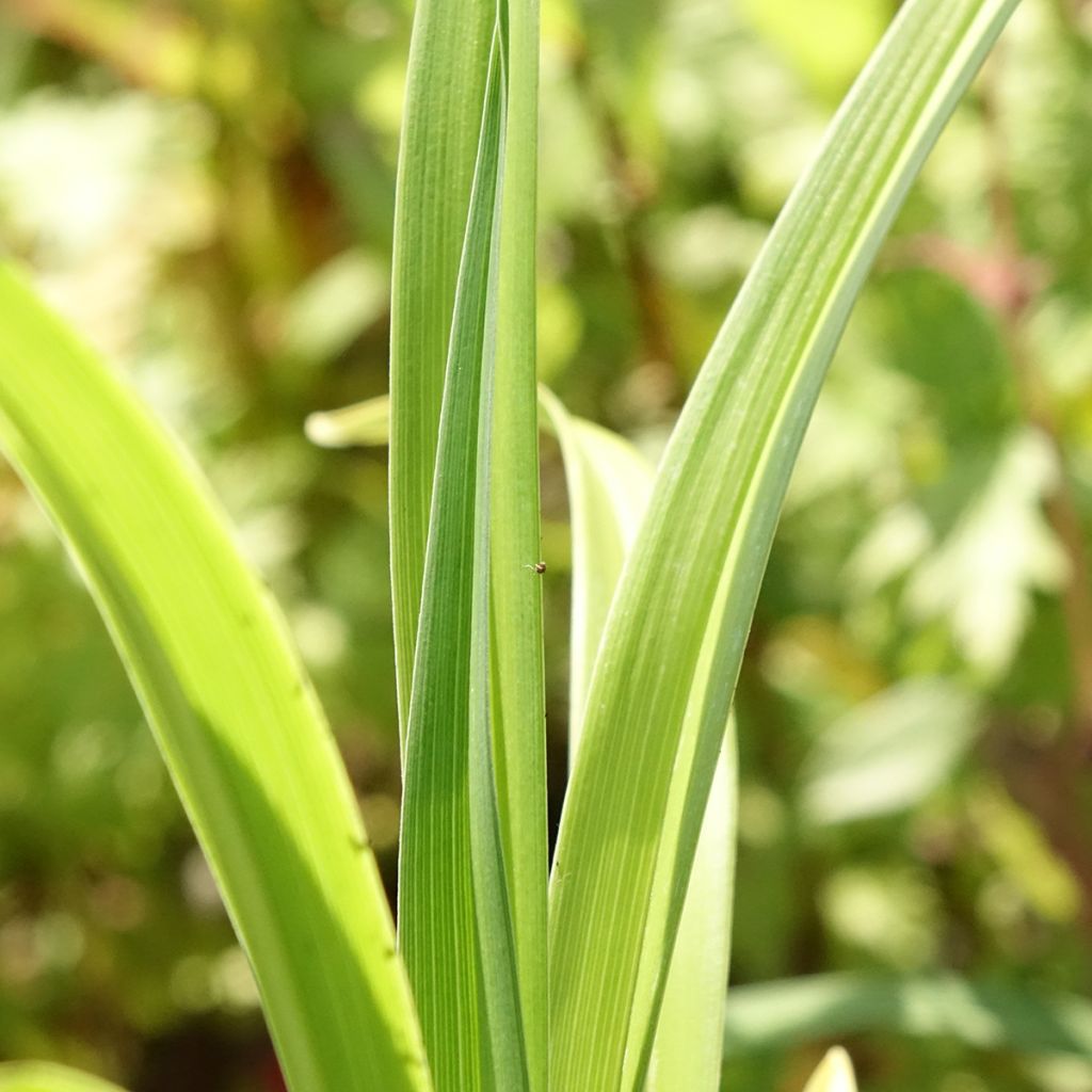 Hemerocallis Mauna Loa - Daglelie