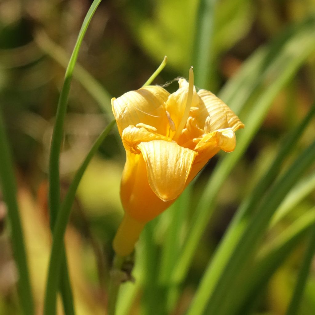 Hemerocallis Mini Stella - Daglelie