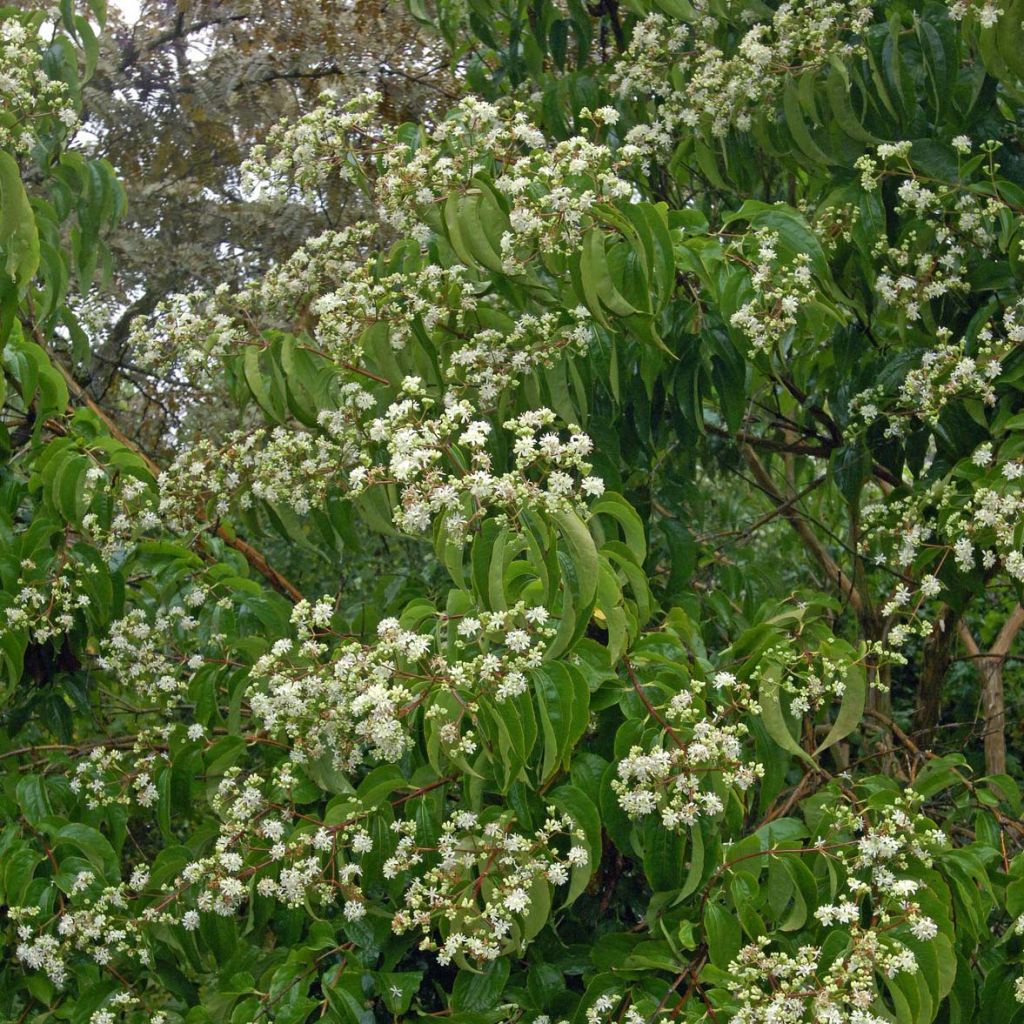 Heptacodium miconioides - Zevenzonenboom