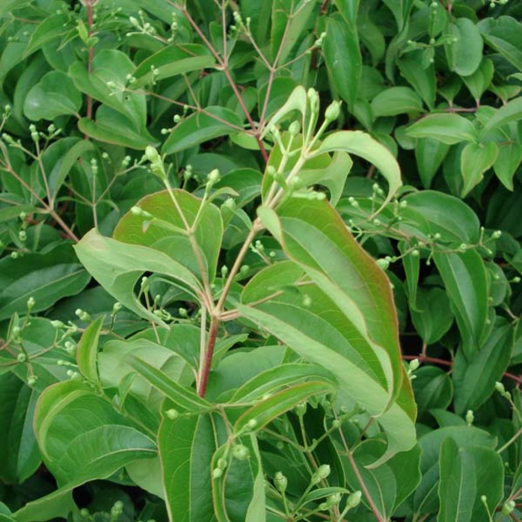 Heptacodium miconioides - Zevenzonenboom