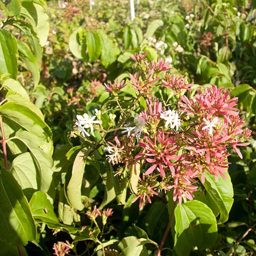 Heptacodium miconioides - Zevenzonenboom