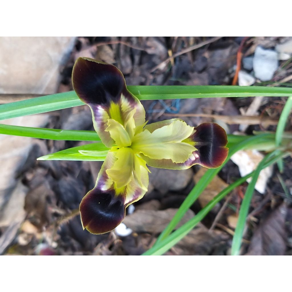 Iris tuberosa - Zwarte iris
