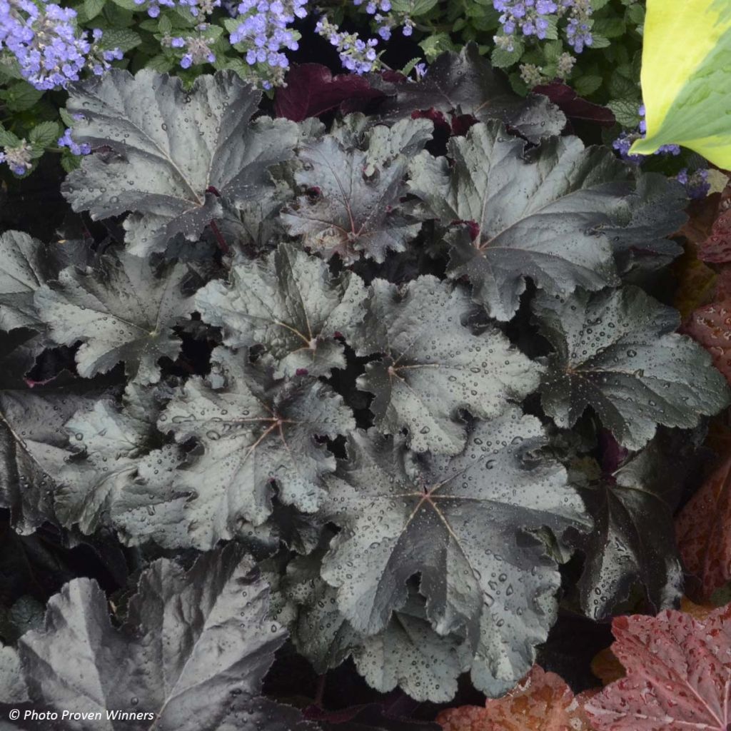 Heuchera Black Pearl - Purperklokje