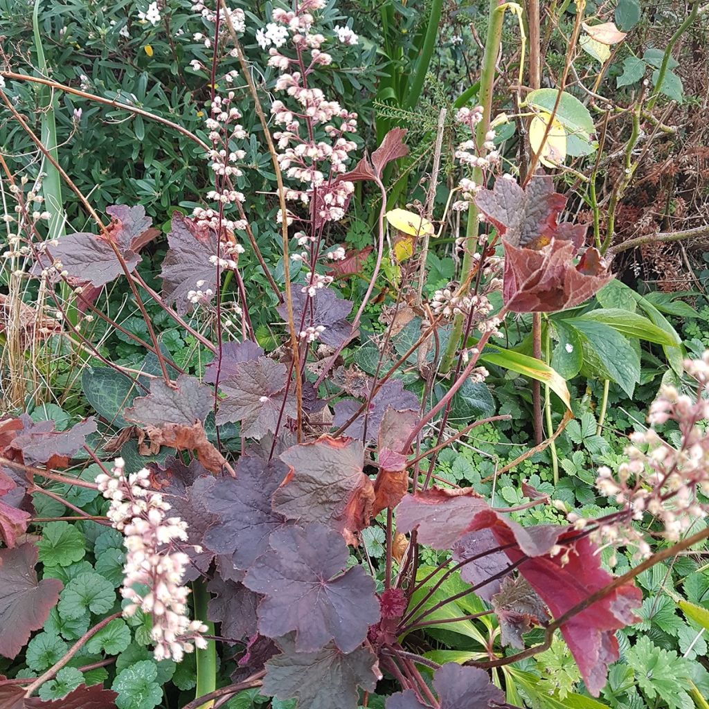 Heuchera Dark Magic - Purperklokje