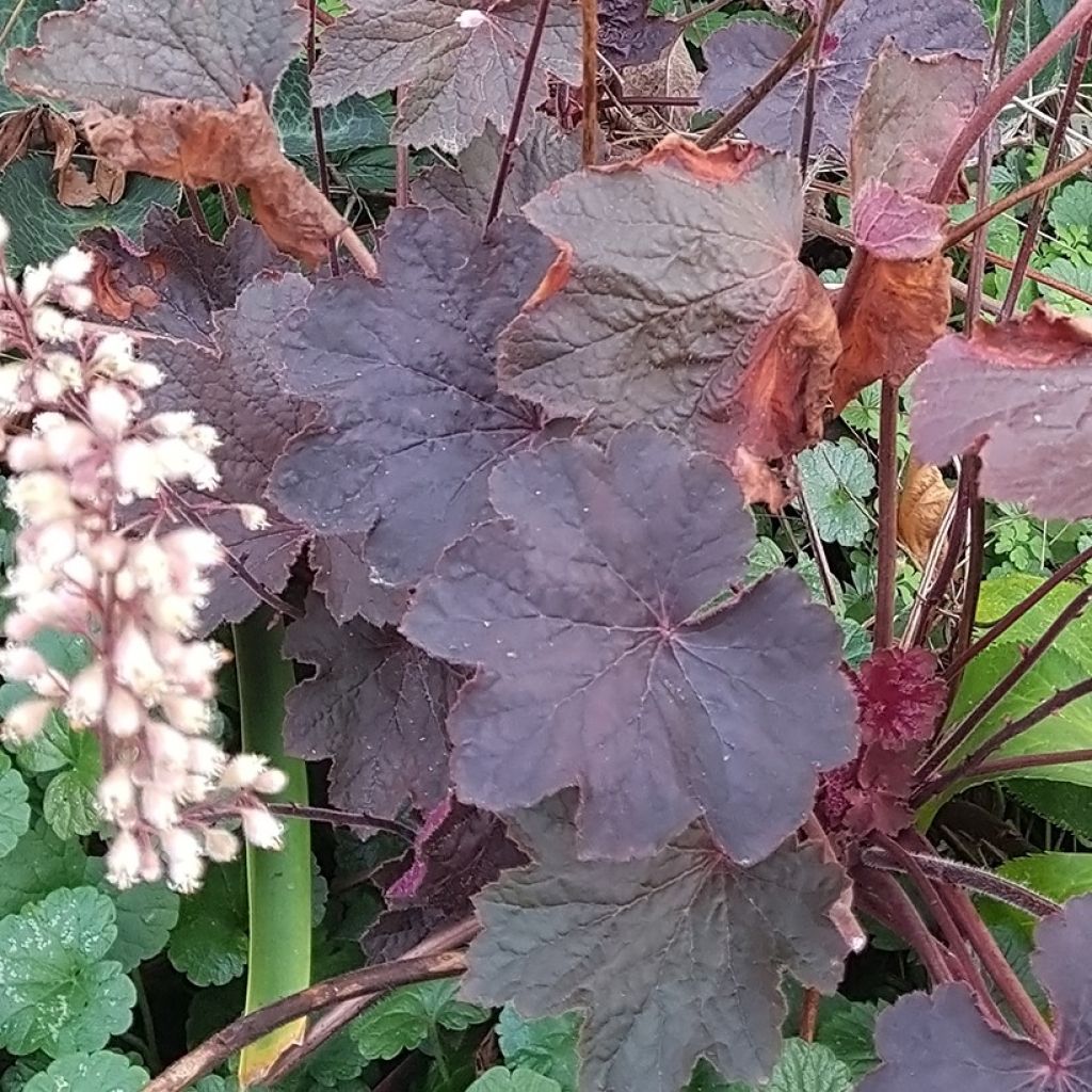 Heuchera Dark Magic - Purperklokje