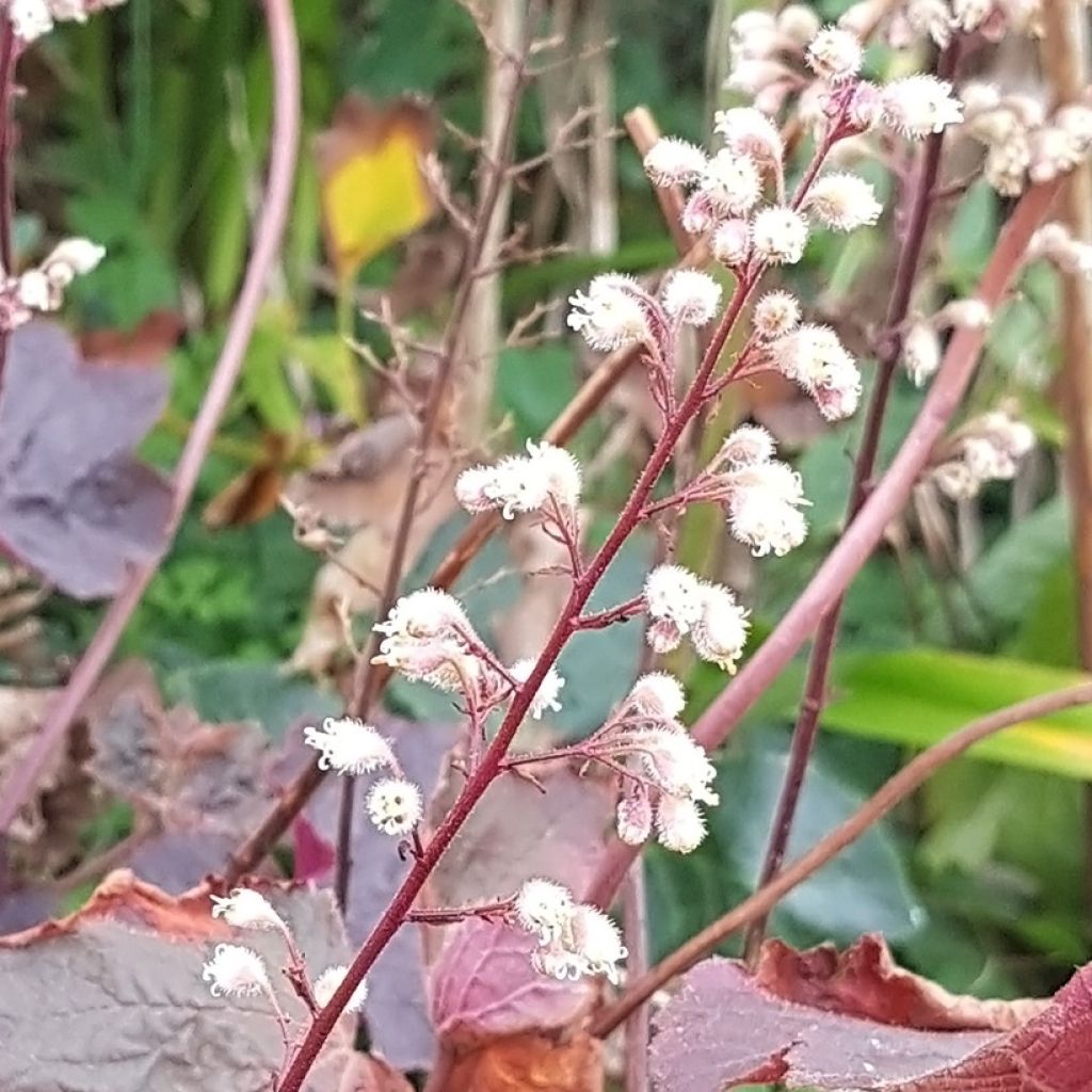 Heuchera Dark Magic - Purperklokje