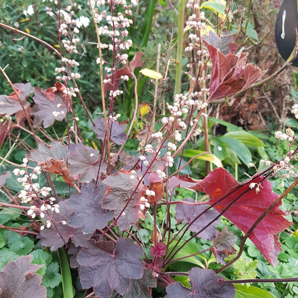 Heuchera Dark Magic - Purperklokje