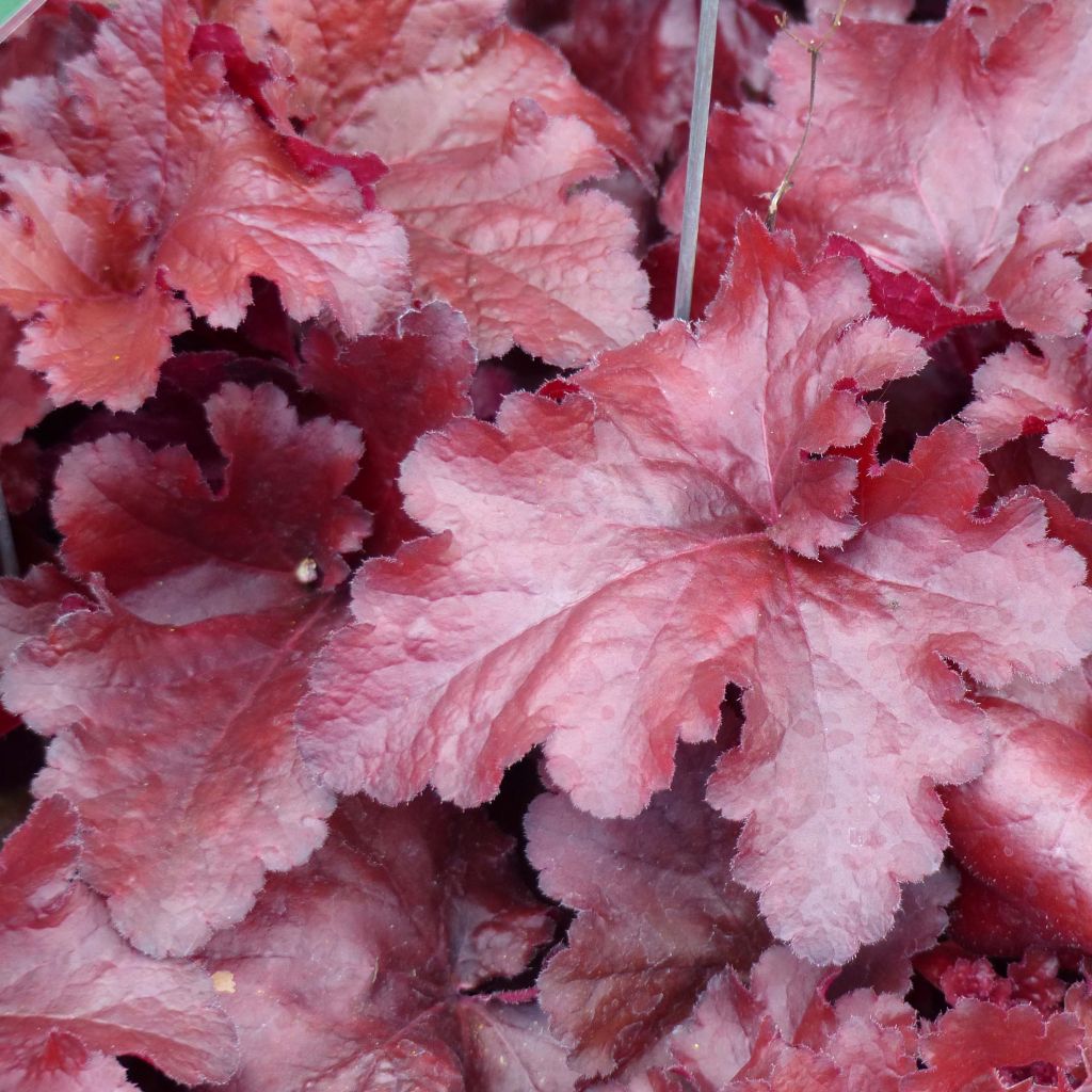 Heuchera Forever Red - Purperklokje