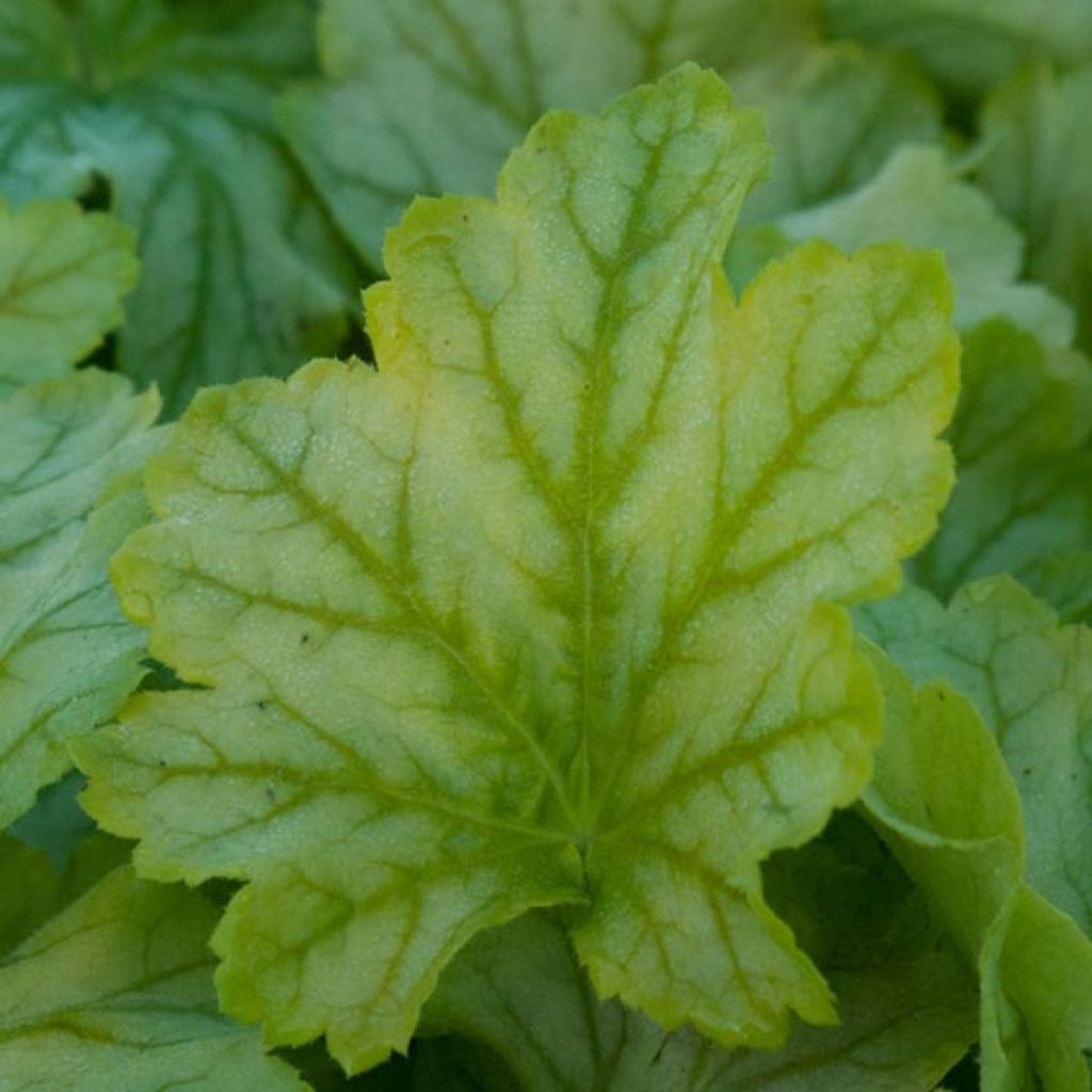 Heuchère - Heuchera Mint Julep
