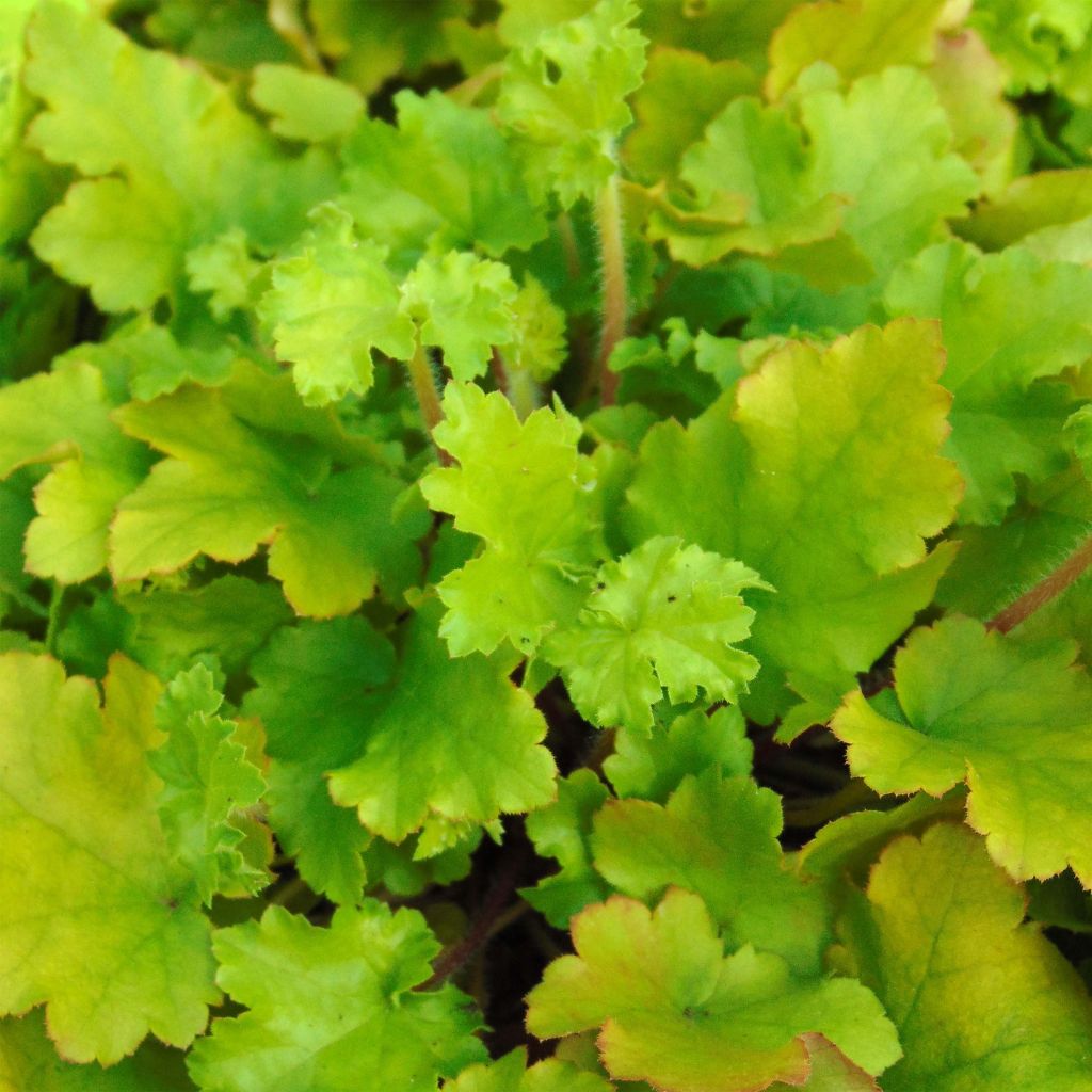 Heuchera Lime Marmalade - Purperklokje