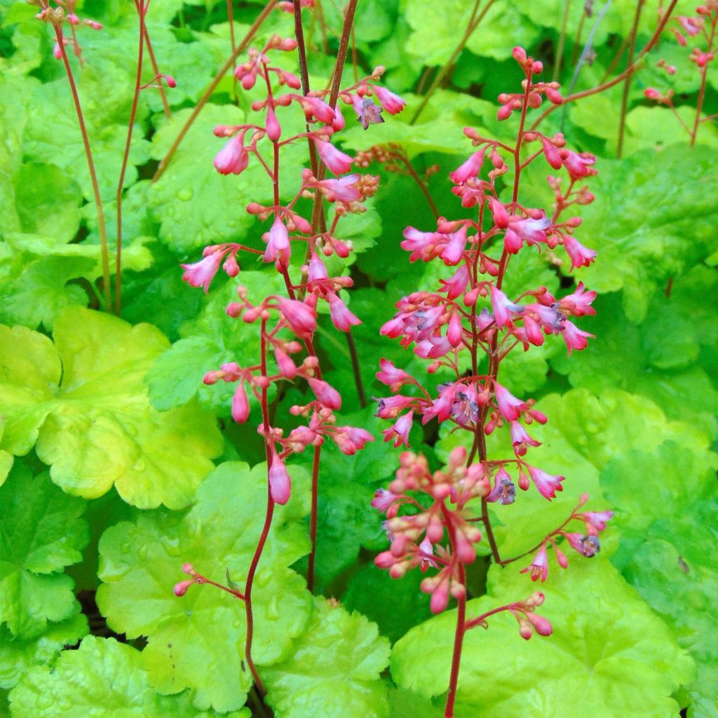Heuchera Little Cuties Sweet Tart - Purperklokje