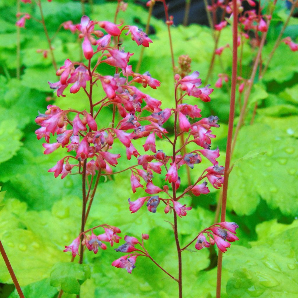Heuchera Little Cuties Sweet Tart - Purperklokje
