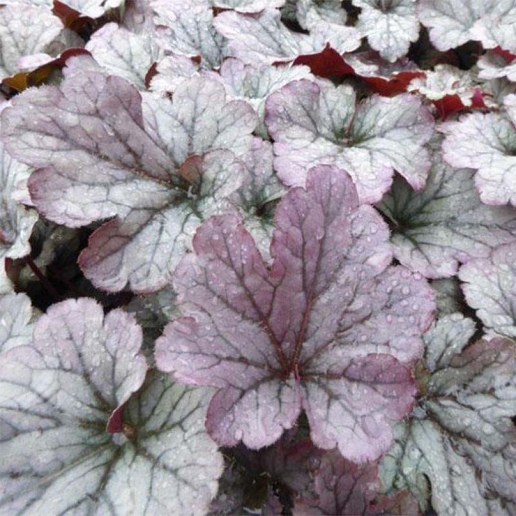 Heuchera Sloeberry - Purperklokje