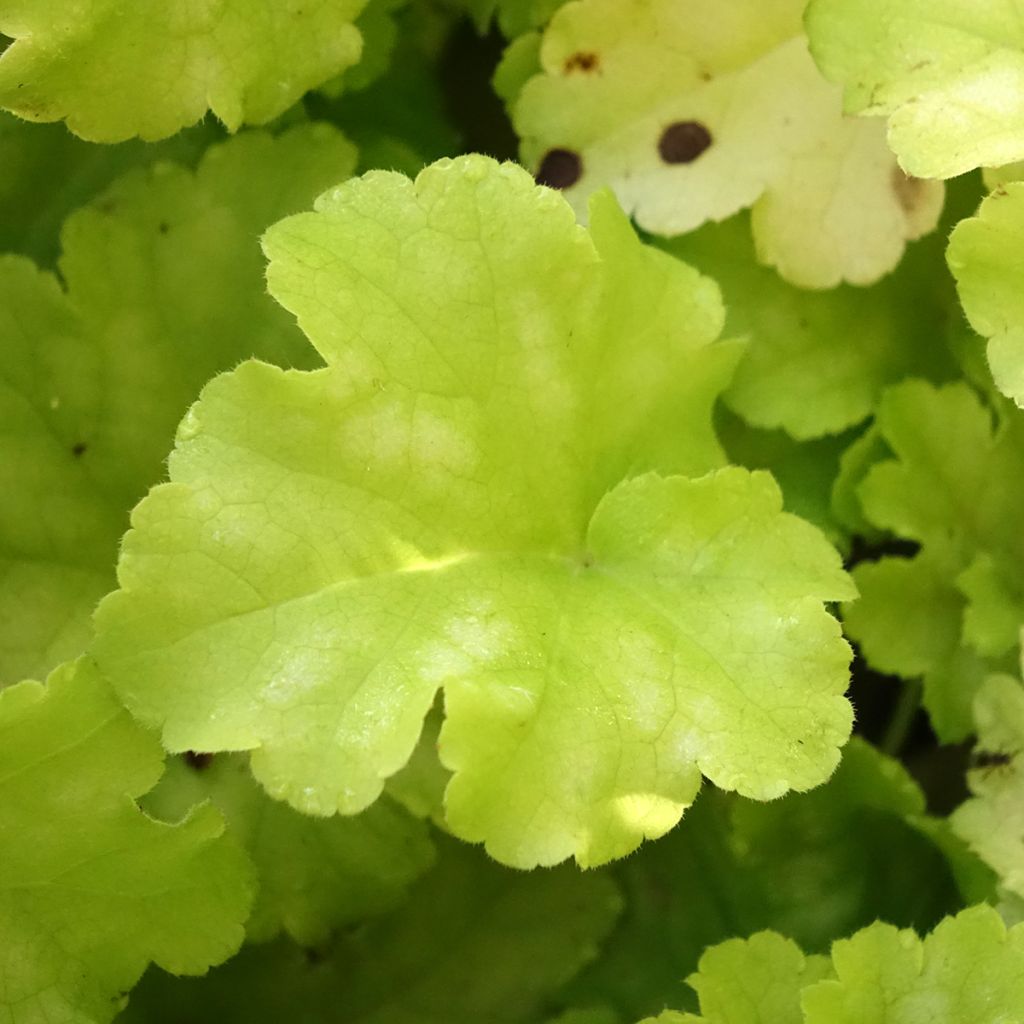 Heuchera Apple Twist - Purperklokje