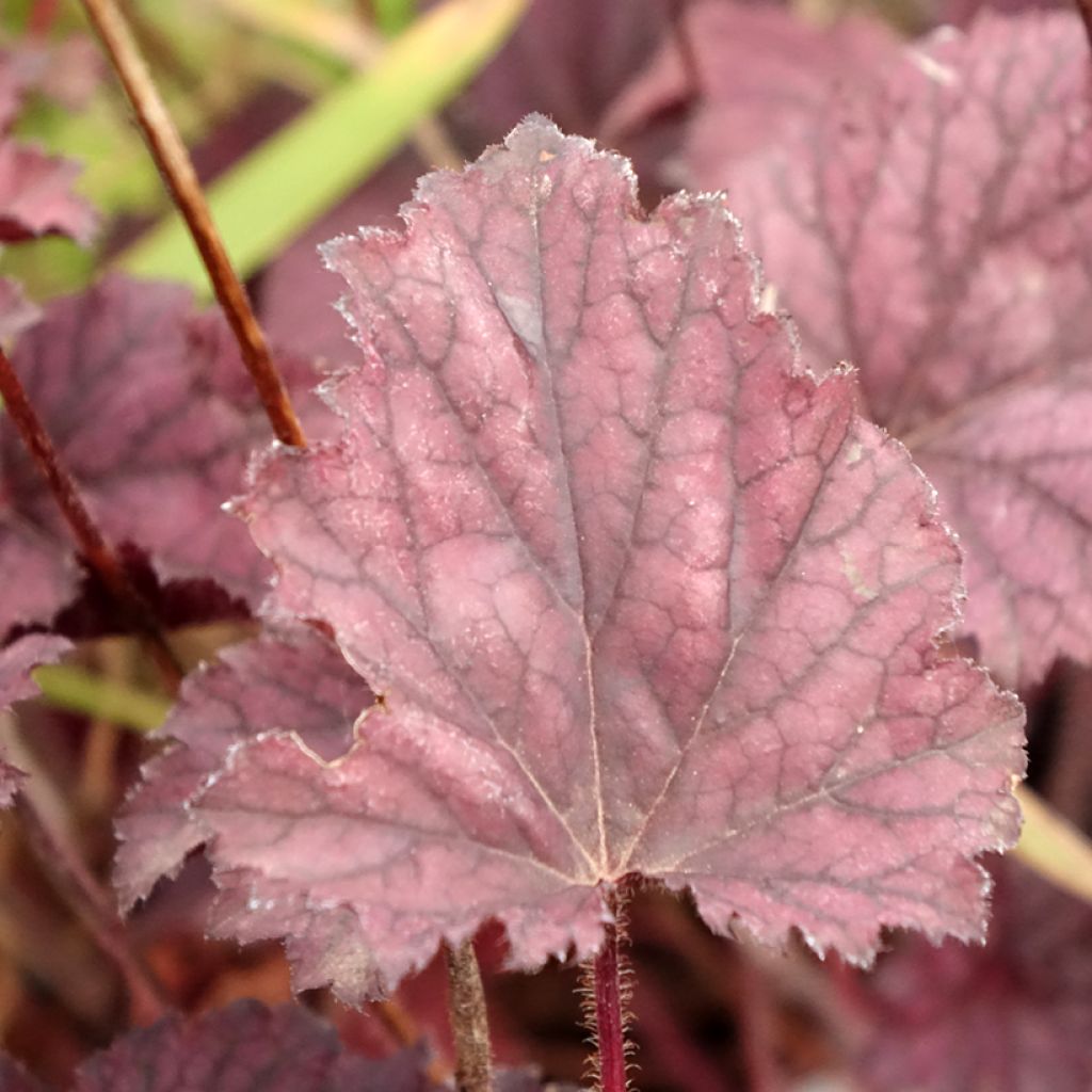 Heuchera Frosted Violet - Purperklokje