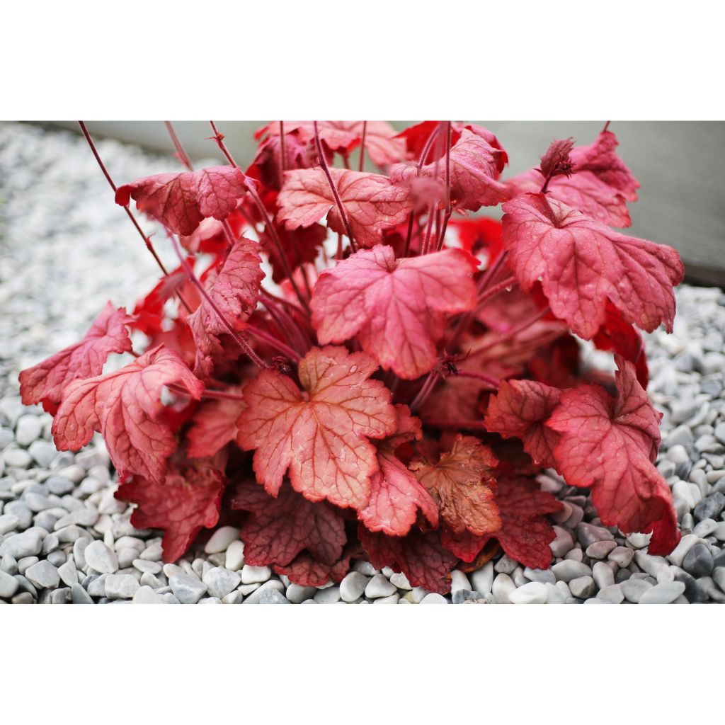 Heuchera Georgia Peach - Purperklokje