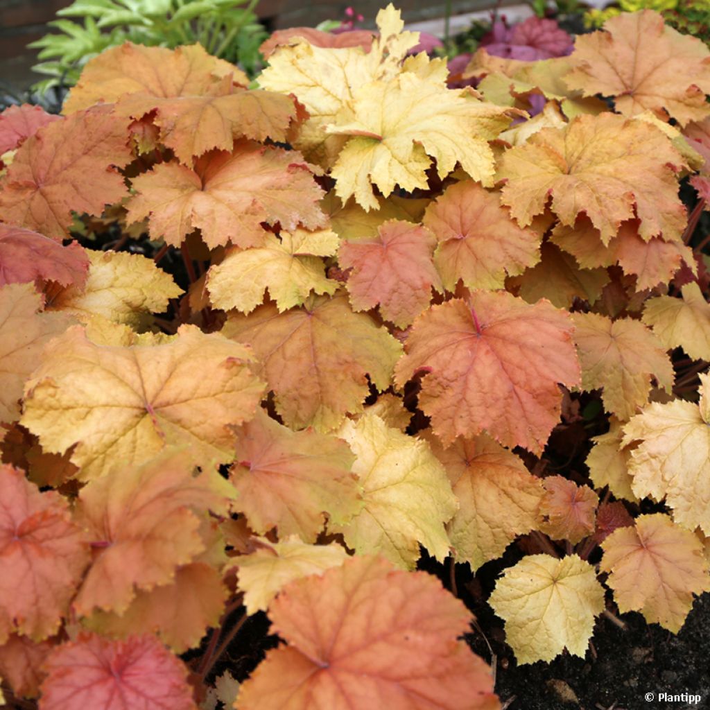 Heuchera Kassandra - Purperklokje