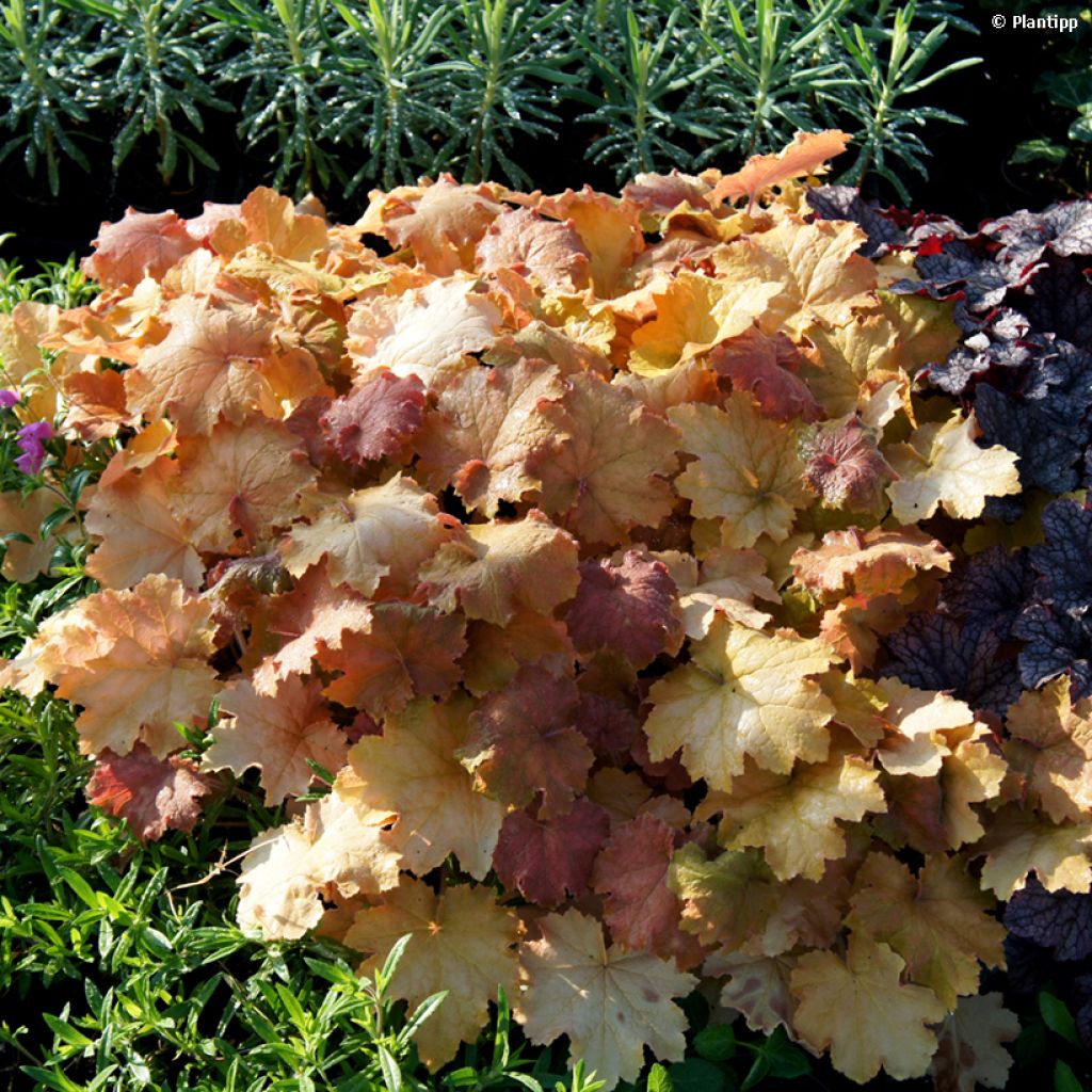 Heuchera Kassandra - Purperklokje