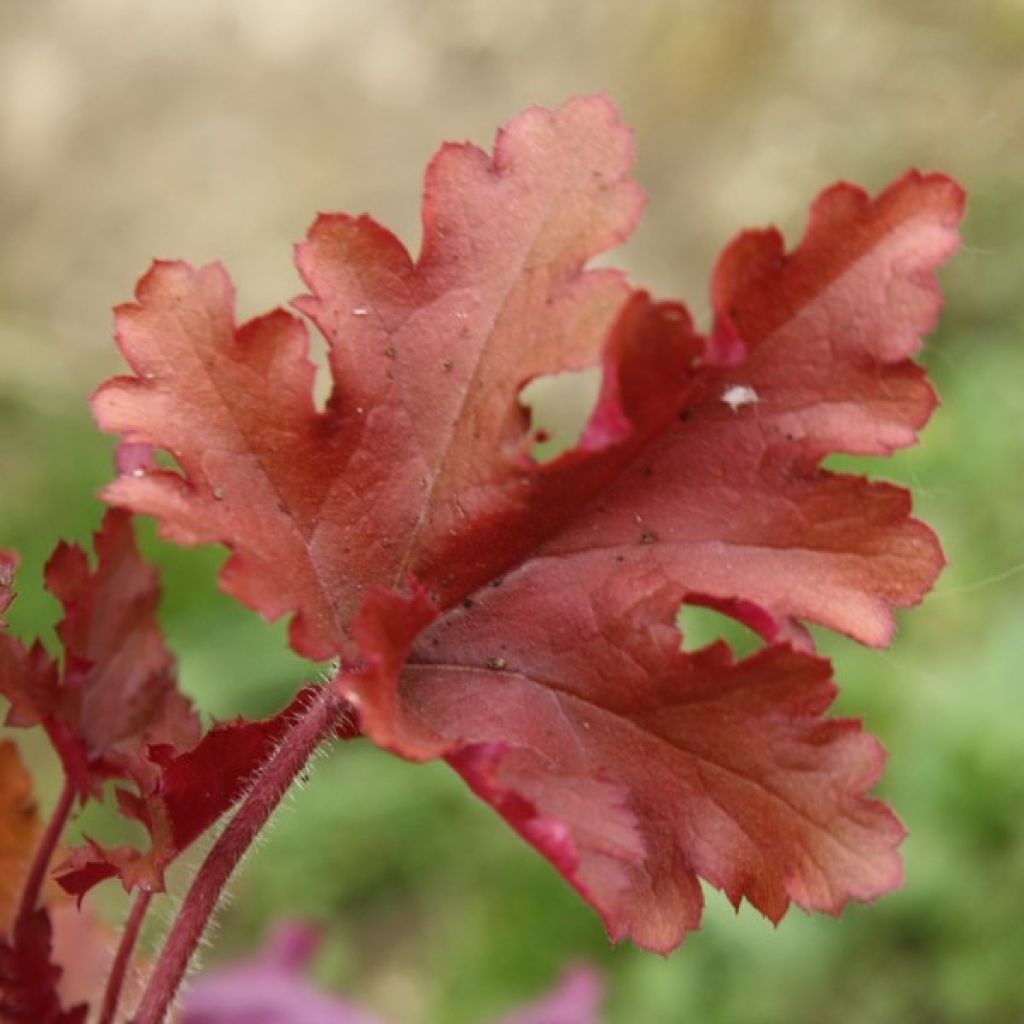 Heuchera Marmelade - Purperklokje