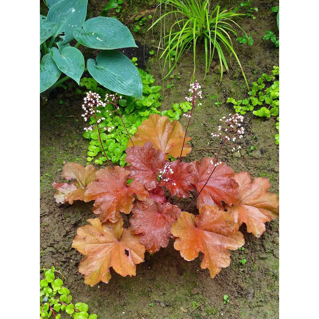 Heuchera Rio - Purperklokje