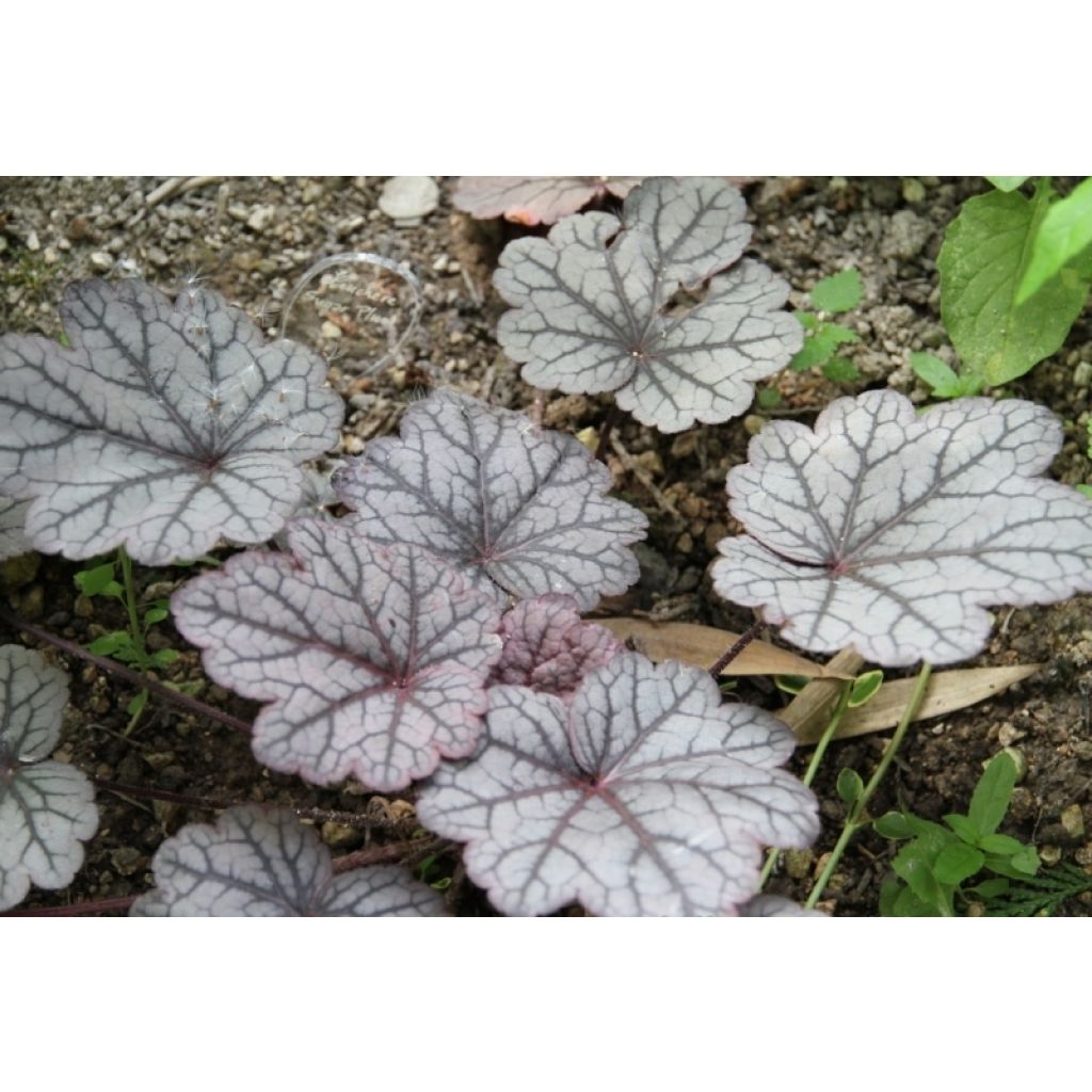 Heuchera Sugar Plum - Purperklokje