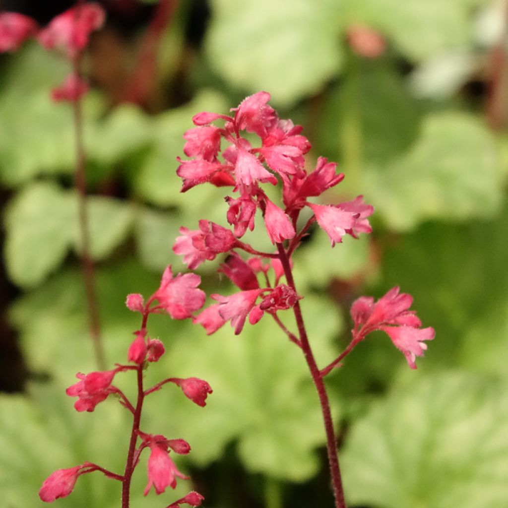 Heuchera Paris - Purperklokje