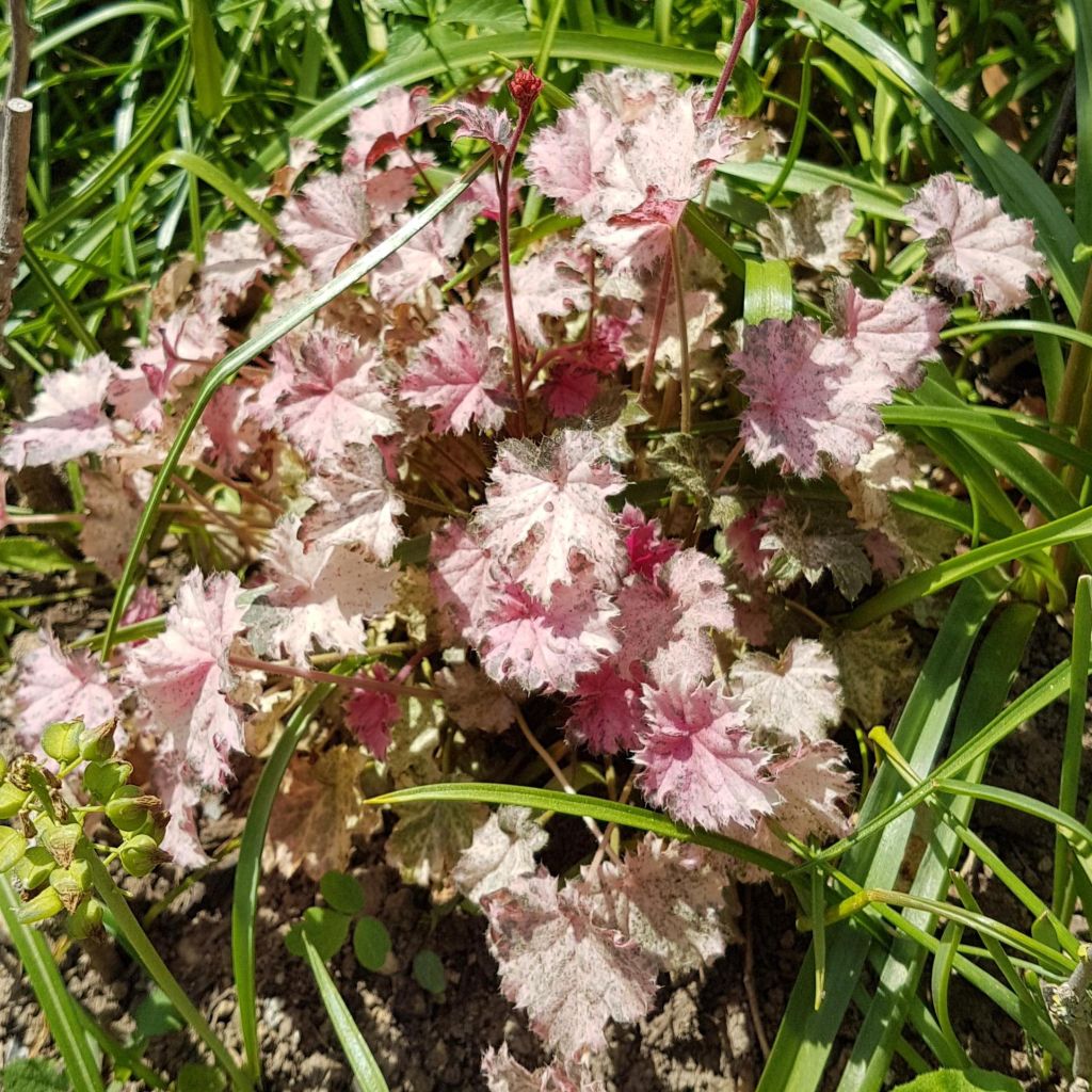 Heuchera Pinky Panky - Purperklokje