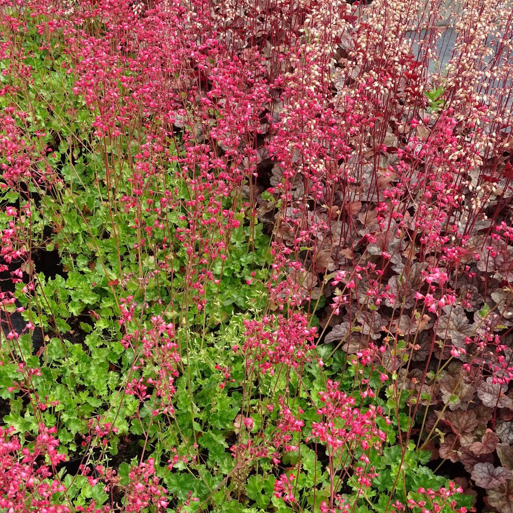Heuchera Pluie de Feu - Purperklokje