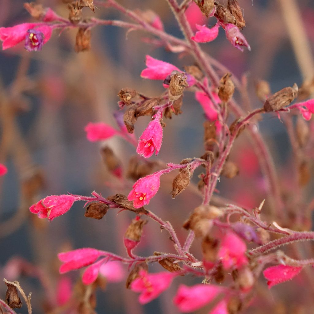 Heuchera Snowy Panky - Purperklokje