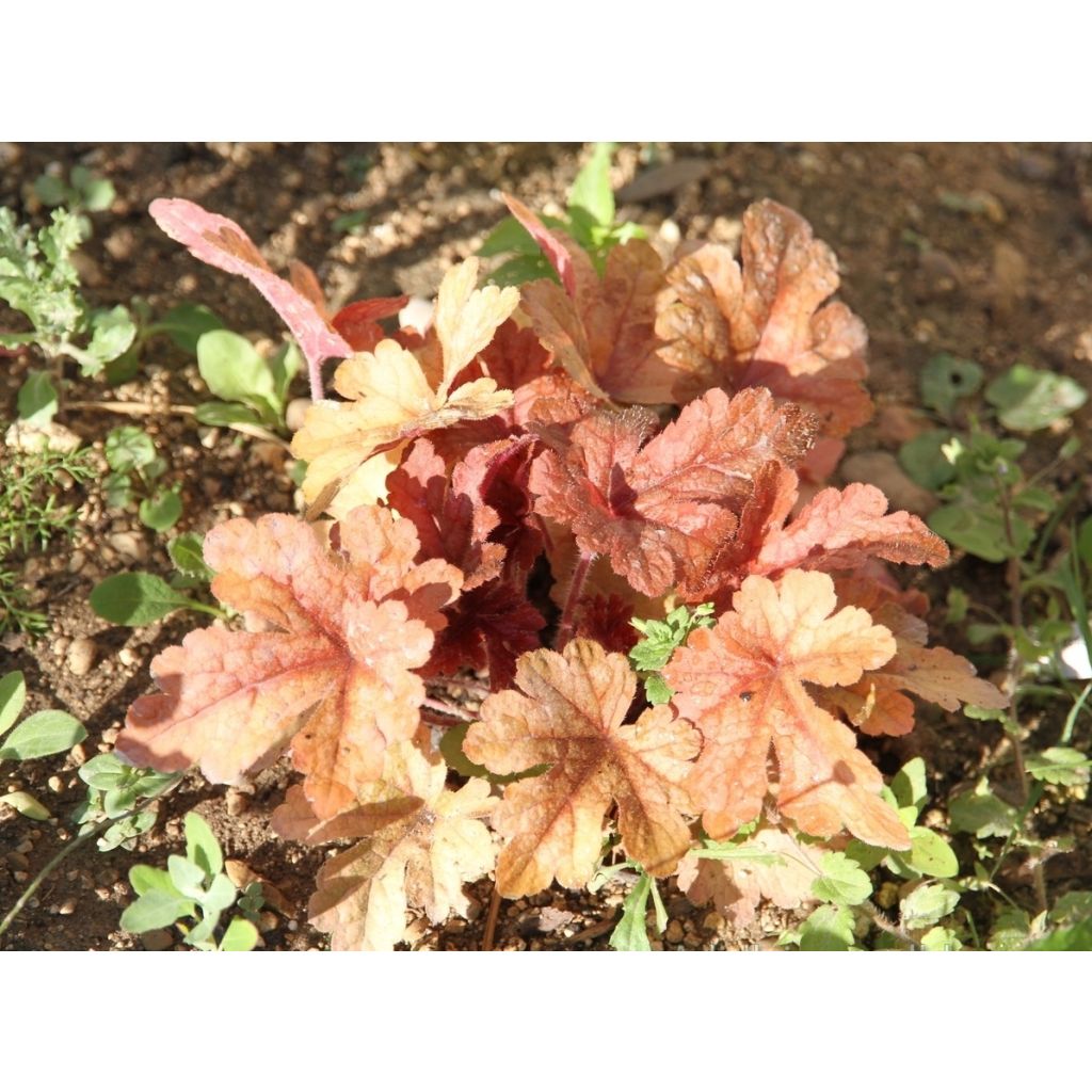 Heucherella Honey Rose - Purperklokje